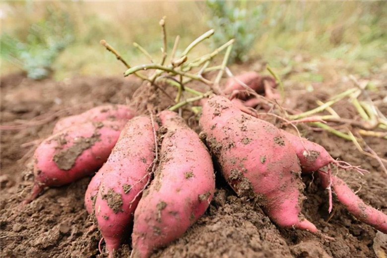 Buy sweet potatoes, see these 4 types of tubers are best not to choose, the seller also does not want to eat - 6