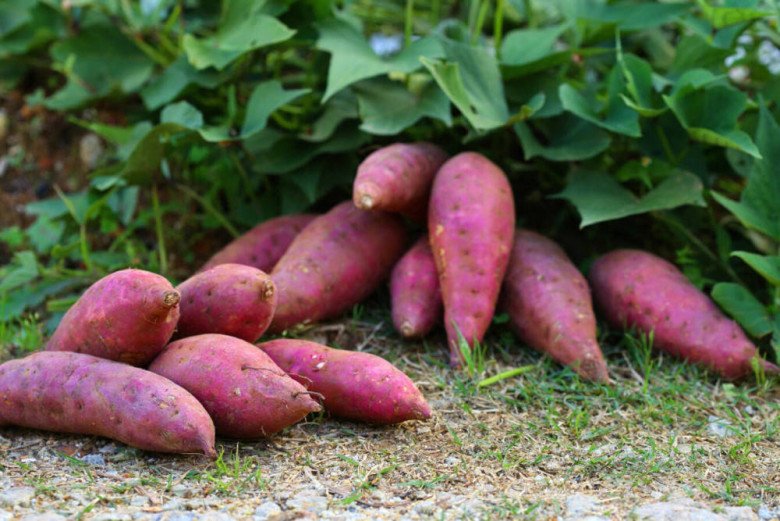Buy sweet potatoes, see these 4 types of tubers, it's best not to choose, the seller doesn't even want to eat - 3