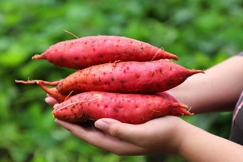 Buy sweet potatoes, see these 4 types of tubers are best not to choose, the seller also does not want to eat - 4