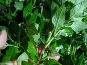 Xem ăn chơi - Loại rau xưa đầy không ai ăn, giờ thành đặc sản hấp dẫn bao người, vừa ngon vừa bổ dưỡng