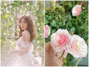 Nhà đẹp - Không chỉ khiến người bán rau củ “hết cửa”, Elly Trần còn được fan tín nhiệm chăm hoa hồng