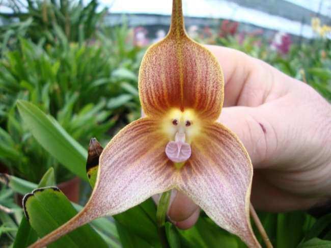 7 types of rare and strange flowers in the world are fascinating to look at, but money can't be bought - 3
