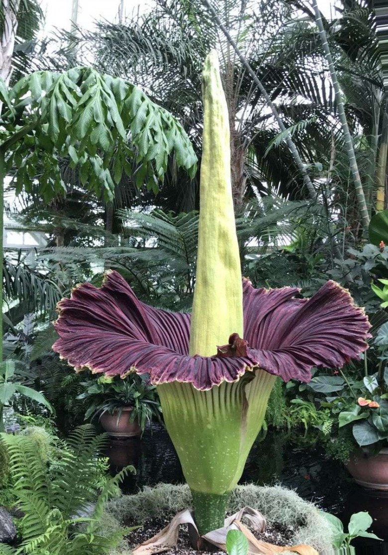 7 types of rare and strange flowers in the world are fascinating to look at, but money can't be bought - 8