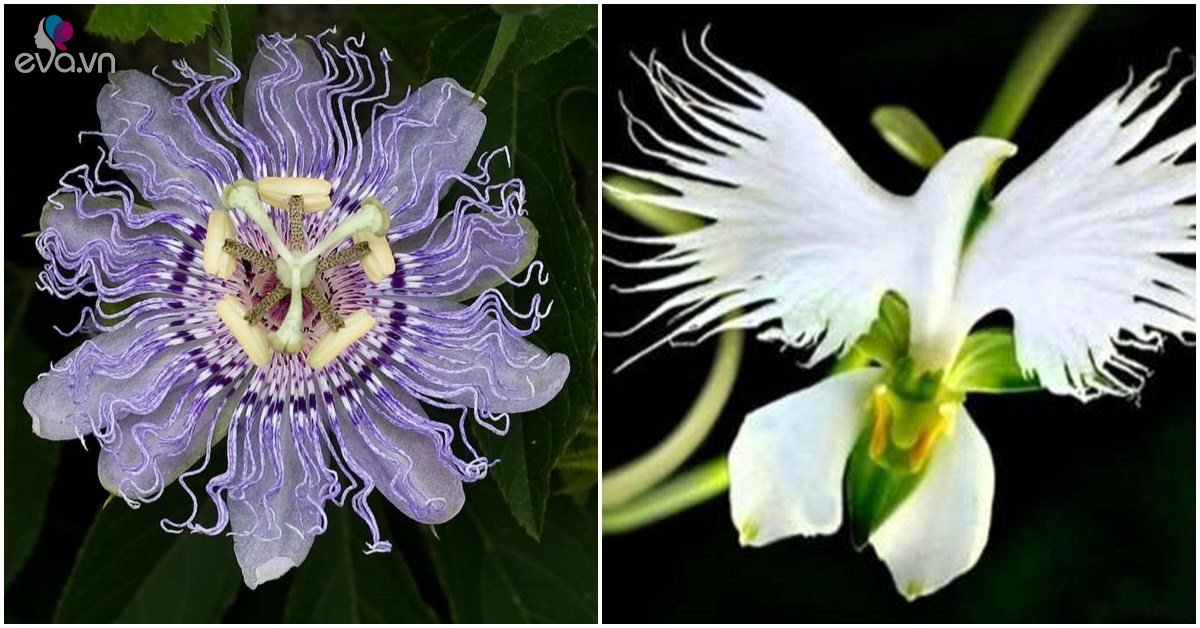 7 types of rare and strange flowers in the world are fascinating to look at, but money can’t be bought