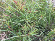 Tiêu dùng - Loại rau dại "cứu đói" xưa chỉ nhà nghèo mới ăn, giá rẻ bèo, nay thành đặc sản ngon nổi tiếng trong nhà hàng