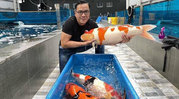 Koi King Thang Ngo: Used to be in debt like a Chom lord before owning the world's leading fish supermarket - 4