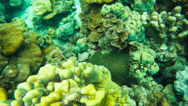 Snorkeling to see the coral in Phuket is so beautiful that you don't want to go ashore - 6