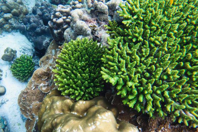 Snorkeling to see the coral in Phuket is so beautiful that you don't want to go ashore - 5