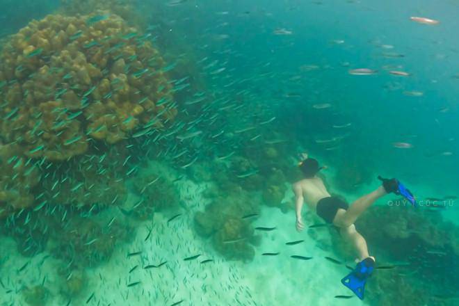 Snorkeling to see the coral in Phuket is so beautiful that you don't want to go ashore - 4