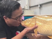 Clip Eva - ‘Vua cá koi Việt Nam’ khiến dân mạng tranh cãi khi tái hôn với ca sĩ trẻ, xinh đẹp