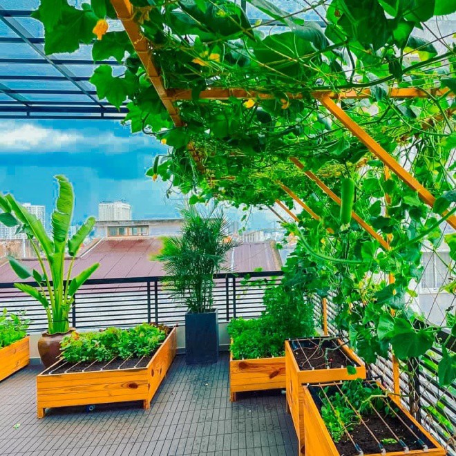 Sao nam Việt biến sân thượng thành vườn trồng rau xanh, không phải mất tiền đi mua - 10
