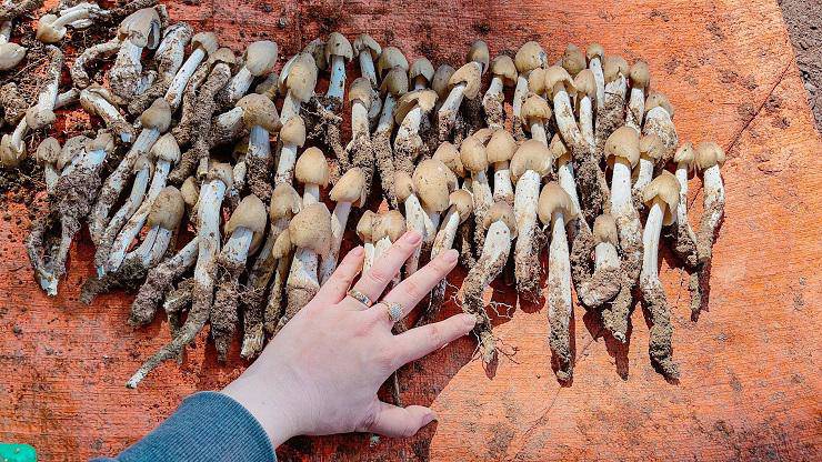 Loại nấm đặc sản mọc từ tổ mối có giá 1,5 triệu đồng / kg nhưng vẫn khó mua - 5