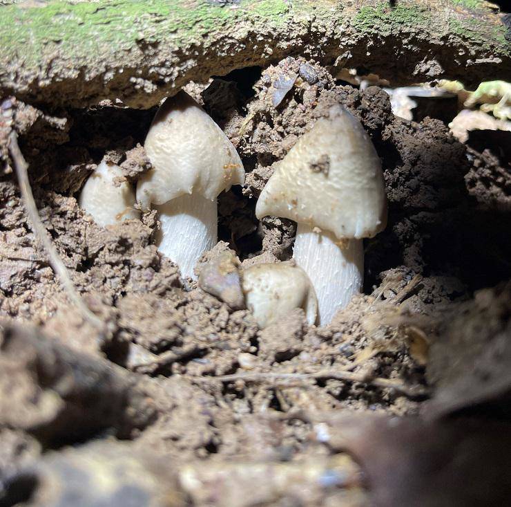 Loại nấm đặc sản mọc lên từ tổ mối có giá 1,5 triệu đồng / kg nhưng vẫn khó mua - 1