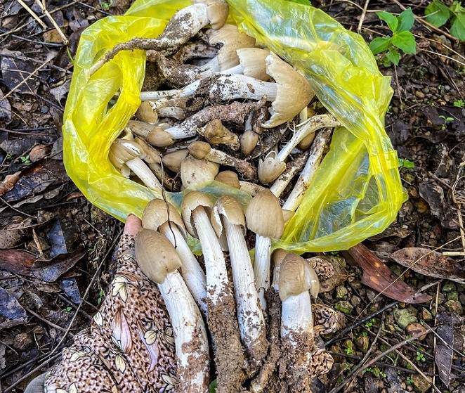 Loại nấm đặc sản mọc từ tổ mối có giá 1,5 triệu đồng / kg nhưng vẫn khó mua - 6