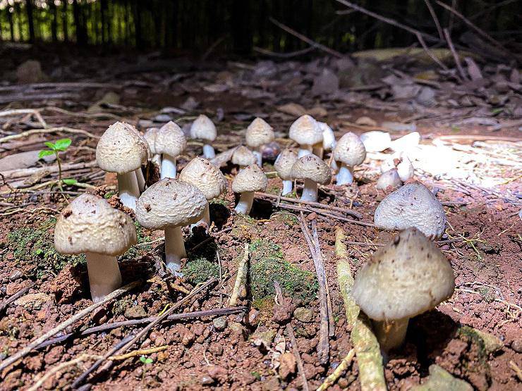 Loại nấm đặc sản mọc từ tổ mối có giá 1,5 triệu đồng / kg nhưng vẫn khó mua - 3