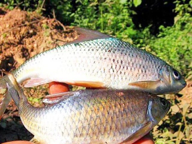 Loài cá đặc sản được ví như lộc trời, độc nhất vô nhị chỉ có ở Yên Bái, được ưa chuộng đến lạ
