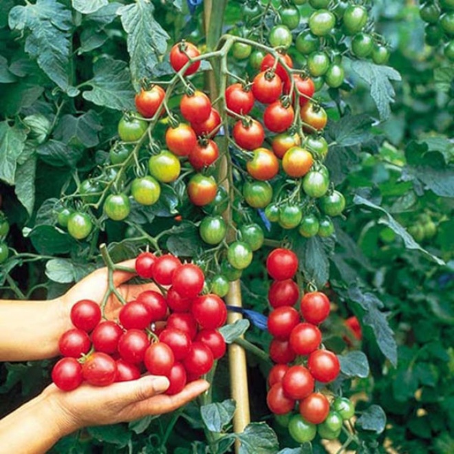 To grow tomatoes in pots, 3 steps are indispensable, helping to produce 20 fruits on a branch - 1