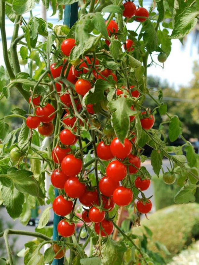 To grow tomatoes in pots, 3 steps are indispensable, helping to produce 20 fruits on a branch - 3