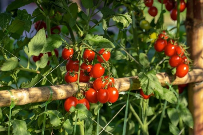 To grow tomatoes in pots, 3 steps are indispensable, helping to produce 20 fruits on a branch - 4