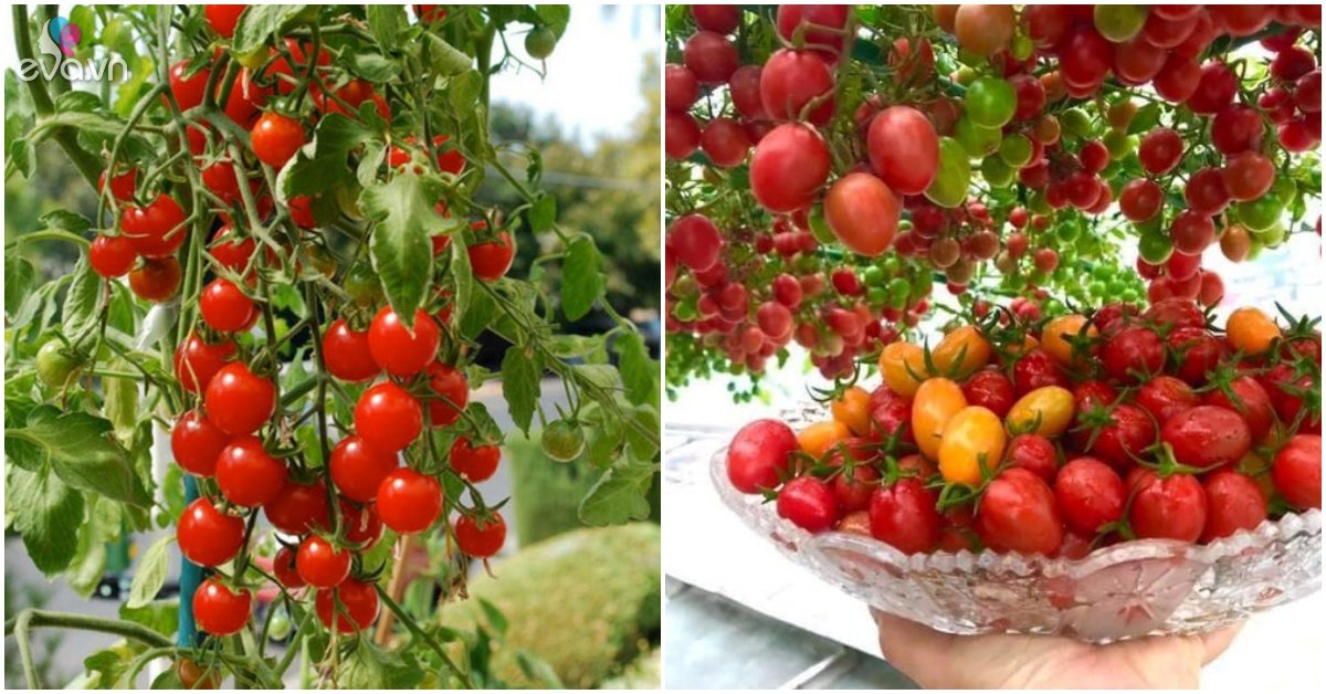 To grow tomatoes in pots, 3 steps are indispensable, helping to produce 20 fruits on a branch