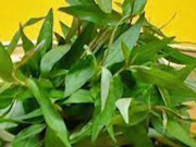 Clip Eva - Quan niệm sai lầm đồn thổi trong dân gian lâu nay về rau răm