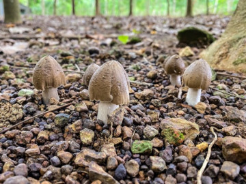 Loại nấm đặc sản mọc từ tổ mối có giá 1,5 triệu đồng/kg nhưng vẫn khó mua