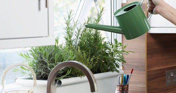 Cây hương thảo: Đặc điểm, tác dụng và cách trồng - 7