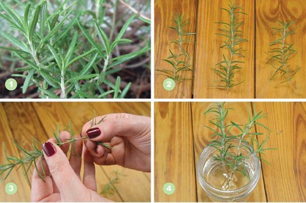 Cây hương thảo: Đặc điểm, tác dụng và cách trồng - 6