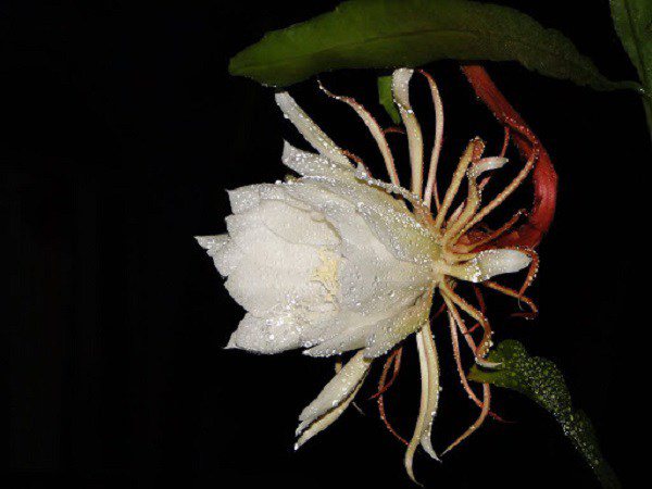 Hoa Quỳnh: Đặc điểm, ý nghĩa, cách trồng và cách chăm sóc tốt nhất - 2