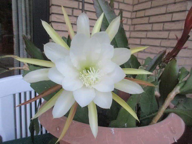 Hoa Quỳnh: Đặc điểm, ý nghĩa, cách trồng và cách chăm sóc tốt nhất - 4