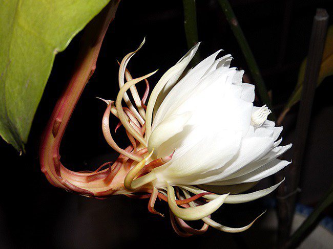 Hoa Quỳnh: Đặc điểm, ý nghĩa, cách trồng và cách chăm sóc tốt nhất - 3