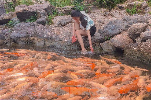 amp;#39;Drop shapeamp;#39;  by the stream tens of thousands of goldfish in Nghe An - 9