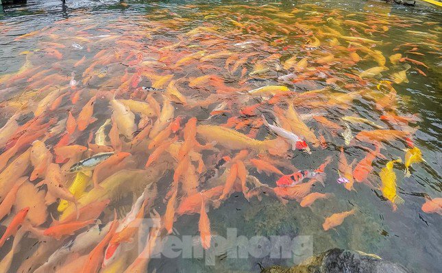amp;#39;Drop shapeamp;#39;  by the stream tens of thousands of goldfish in Nghe An - 8