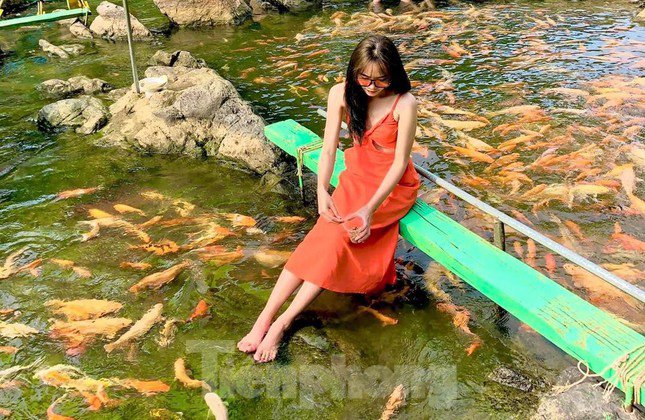 amp;#39;Drop shapeamp;#39;  by the stream tens of thousands of goldfish in Nghe An - 6