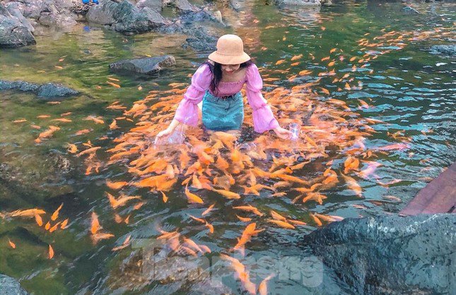 amp;#39;Drop shapeamp;#39;  by the stream tens of thousands of goldfish in Nghe An - 5