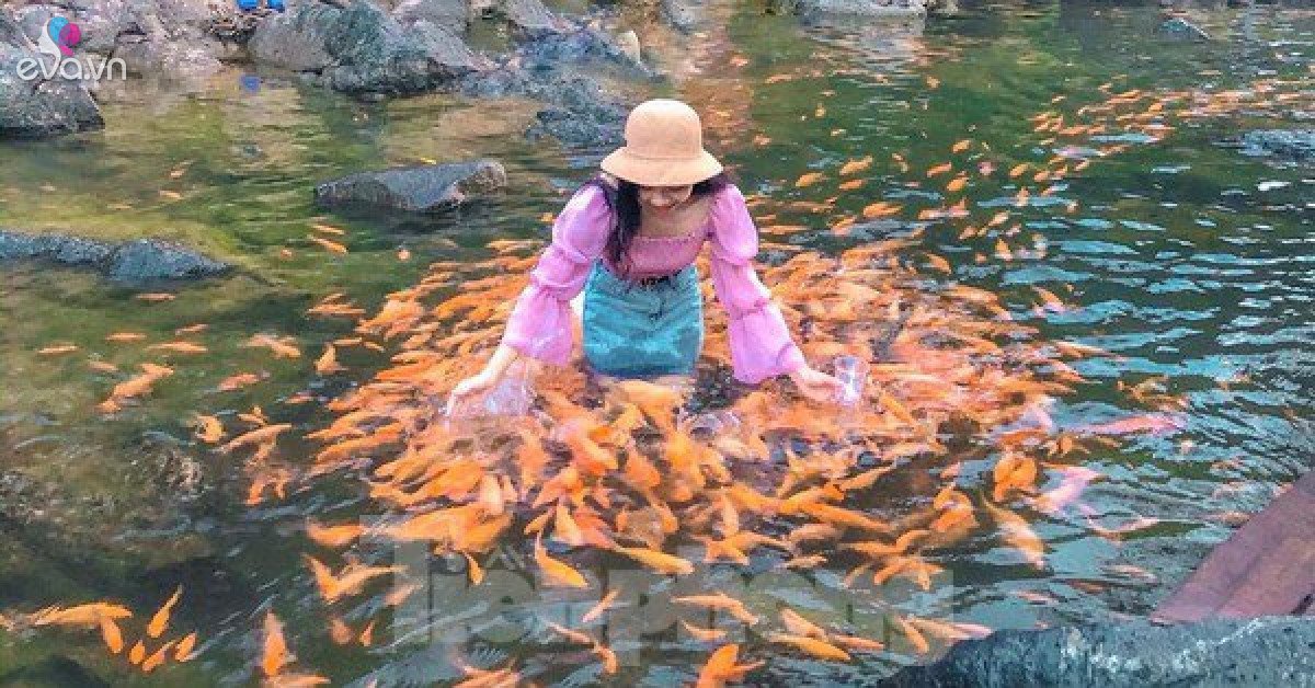 ‘Loose shape’ by the stream of tens of thousands of goldfish in Nghe An