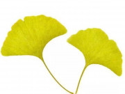 Eva tám - Trắc nghiệm tâm lý: Chiếc lá bạn thấy đẹp nhất tiết lộ chỉ số hạnh phúc