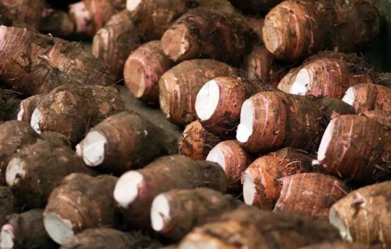 Buy taro, choose heavy-handed or light-handed tubers, the growers reveal unexpectedly!  - 3