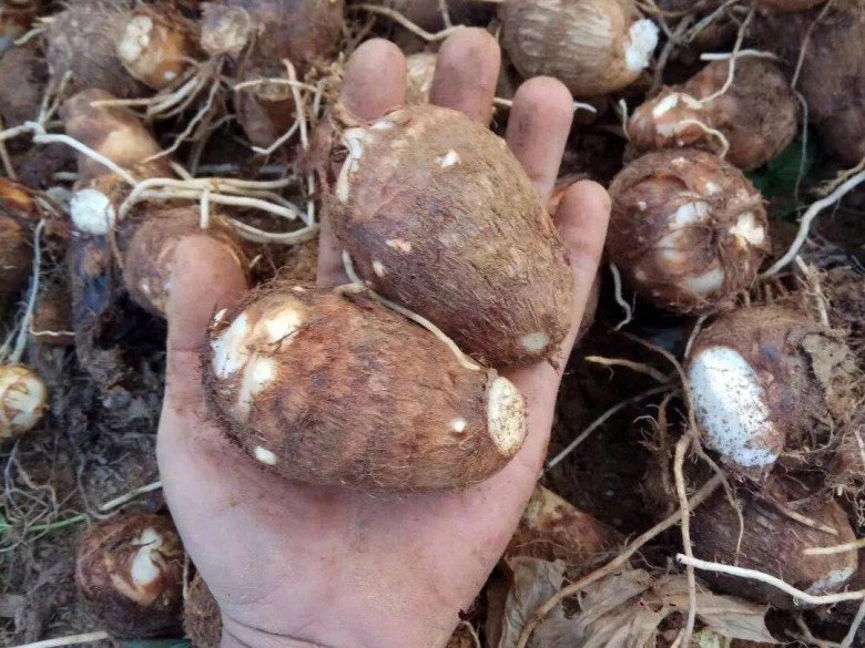 Buy taro, choose heavy-handed or light-handed tubers, the growers reveal unexpectedly!  - 5