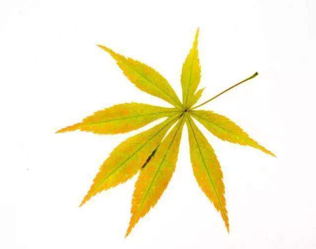 Psychological test: The leaf you find the most beautiful reveals the happiness index - 1