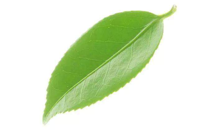 Psychological test: The leaf you find the most beautiful reveals the happiness index - 2