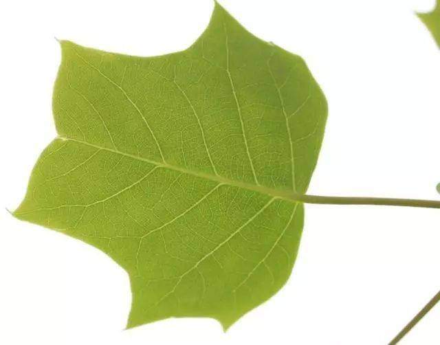 Psychological test: The leaf you find the most beautiful reveals the happiness index - 3
