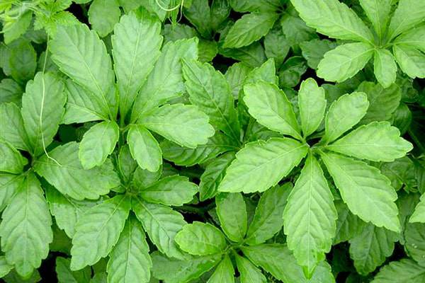 Một loại rau trước đây rẻ, một món ăn cho người nghèo, nay đã trở thành đặc sản trên đường phố, 100.000 đồng / kg - 1