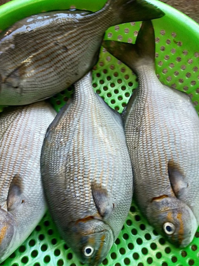 The kind of fish that sounds amazing but is a famous specialty in Quang Ngai, once cheap, now expensive, 200,000 VND/kg - 2