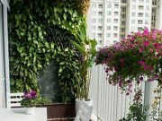 Nhà đẹp - Cần lưu ý gì khi đặt cây cảnh ở ban công để tránh ảnh hưởng đến phong thủy?