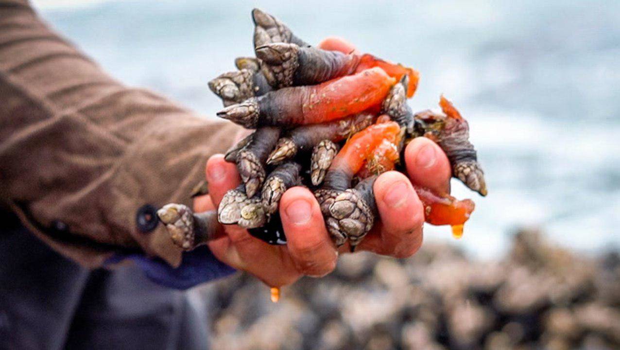 Small seafood clings to the rocky shore but is an expensive luxury delicacy - 1