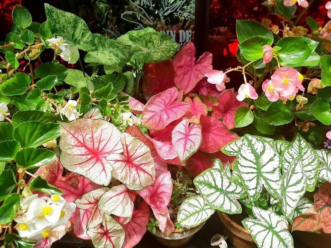 4 types of plants with more beautiful leaves than flowers, no need to wait for them to bloom enough to beautify the house - 5