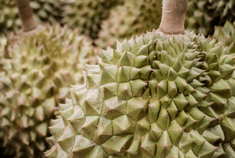 Buy durian, choose round or pointed fruit is delicious, growers tell 4 unexpected tips - 5