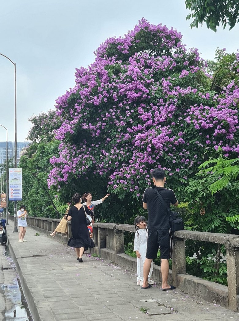 Discovering the most beautiful mausoleum tree in Hanoi, people rush to take photos - 6