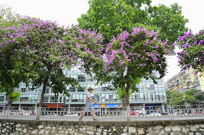 Discovering the most beautiful mausoleum tree in Hanoi, people rush to take pictures - 7